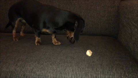 Dog begs for fruit but hates it