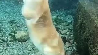 Golden Retriever's flawless sea lion impression