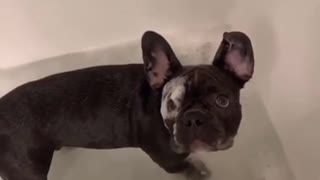 Super cute Frenchie plays with toys during his bubble bath