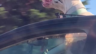 Floppy Doggo Enjoying Fast Car Ride