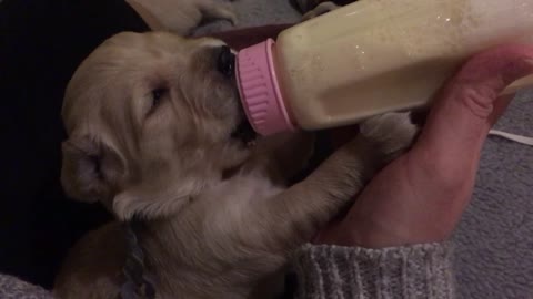 Bottle Feeding 2-Week-Old Golden Retriever Puppy