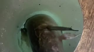 Mink stealing fish