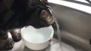 Kitty Prefers Fresh Faucet Water