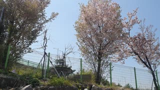 Flying cherry blossom leaves