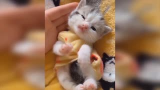 Sleepy Kitten 😸