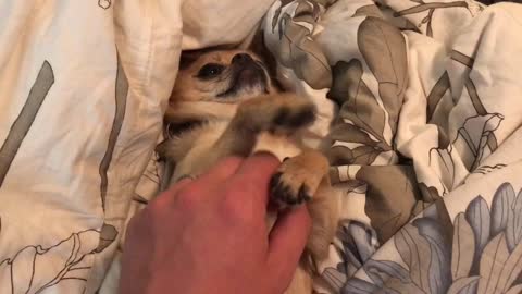 Spoiled dog demands attention while relaxing on bed