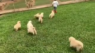 Puppy attack!!