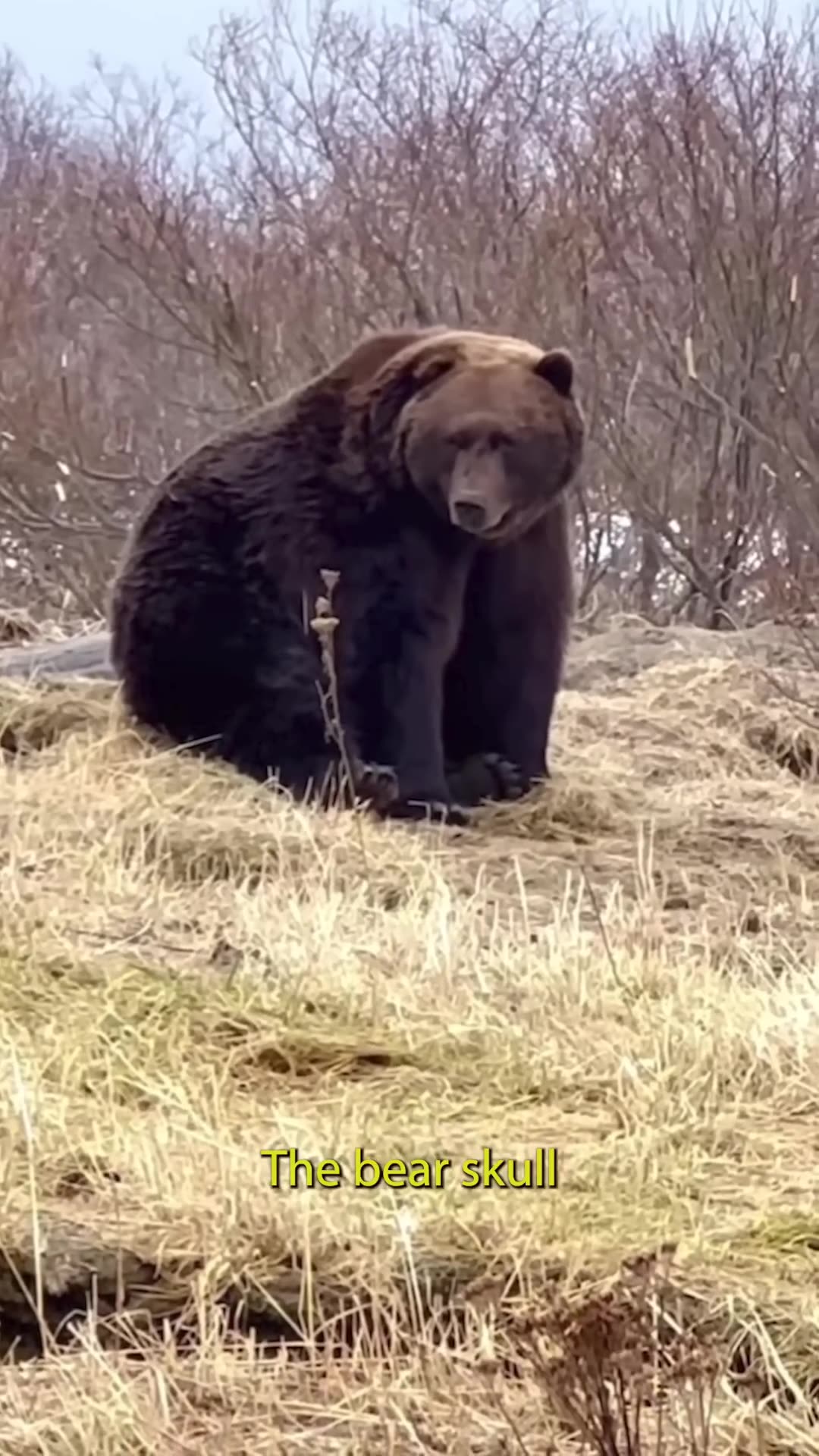 The largest grizzly bear of all time.