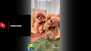 TALENTED, CUTE AND FUNNY DOGS TIKTOK | ANIMAL VIDEO COMPILATIONS #04