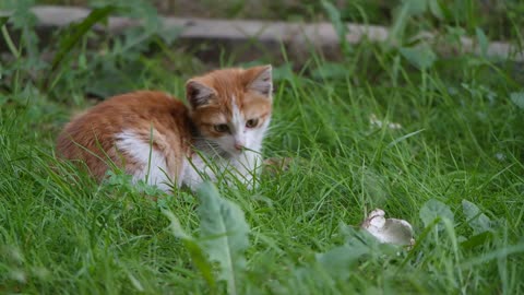 kitten training the hunt in the garden