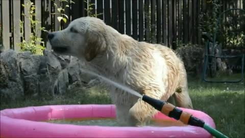 Golden Retriever puppy cools down with water hose