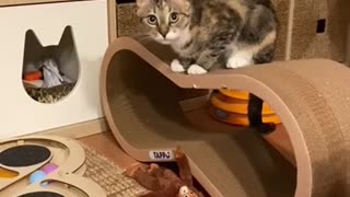 Cute cat playing with monkey