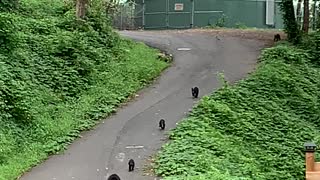 Mama Bear and Cubs Playing Down a Road