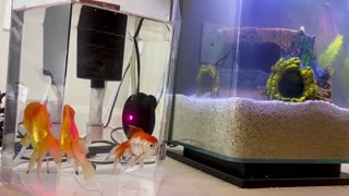 Goldfish in quarantine