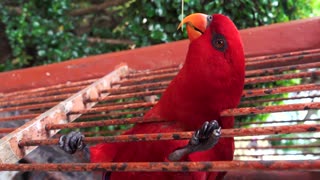 Funny Time With Red Parrot Catching stick
