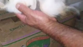 Rescued Kitten Meows for Milk Time