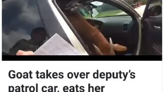 Goat eats police officer's documents