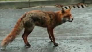 Dog Saves Cat's Life From Hungy Fox - AMAZING