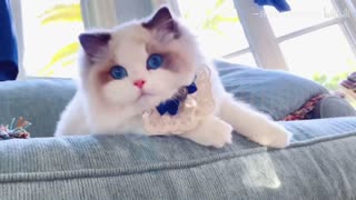 most beautiful cats in the world #1