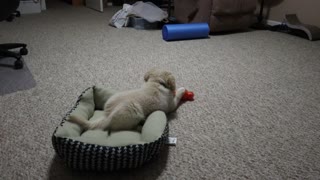 Puppy Playing with New Chew Toy