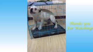 Watch this hilarious cute animals