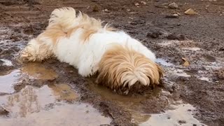 Puppy Dog Enjoys Playing in the Mud