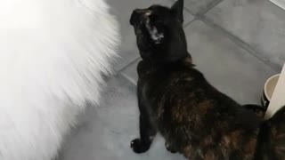 Cute dog and cat love on each other.