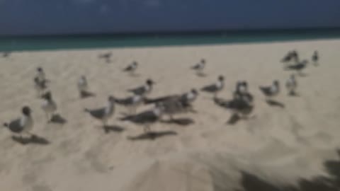 Seagulls in the matrix