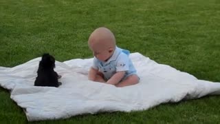 Cute puppy playing with a BABY