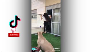 TikTok Dance Challenge - Animal Version - TikTok Compilation
