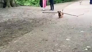 This Puppy carried stick on park