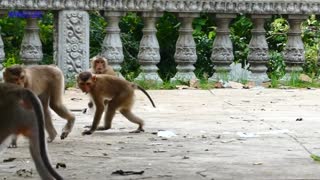 Attack between snake and monkey , funny