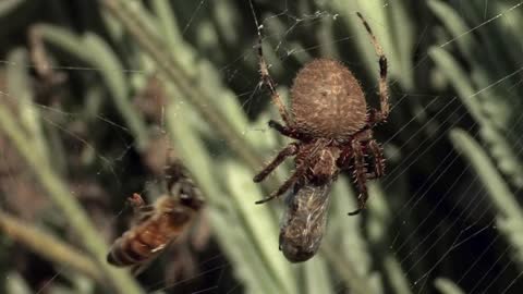 Bee caught in spider's web makes heroic escape