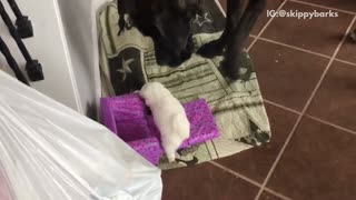 Big black dog following small white puppy dog around house