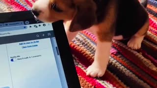 Curious puppy decides to see what laptop screen tastes like