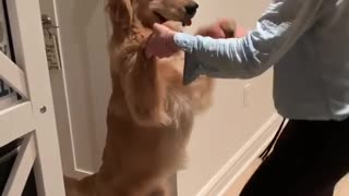 Golden Retriever has fun dancing with his owner