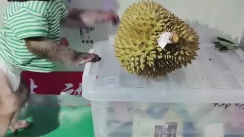 Little monkey playing with durian