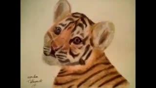 Drawing Baby Tiger Colored