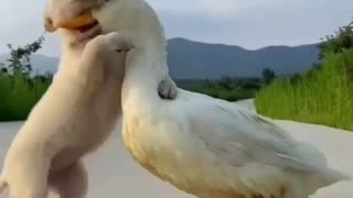 Love Between Dog and a Duck