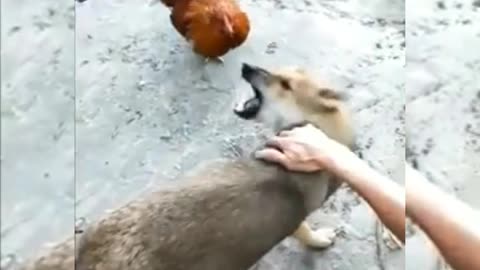 Children vs dog fight fanny video