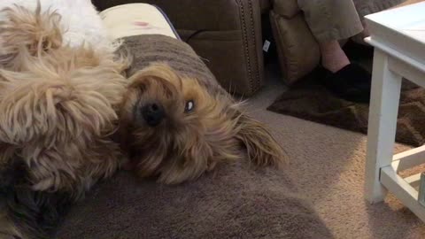 Adorable Yorkie Just Can't Stay Awake