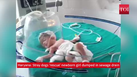 Caught on cam: Stray dogs 'rescue' newborn girl dumped in sewage drain in Haryana