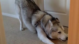 Husky Can’t Have Enough Of The Peekaboo Game With His Owner