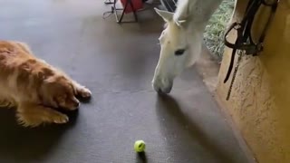 Golden George Wants to Play Ball with Horse