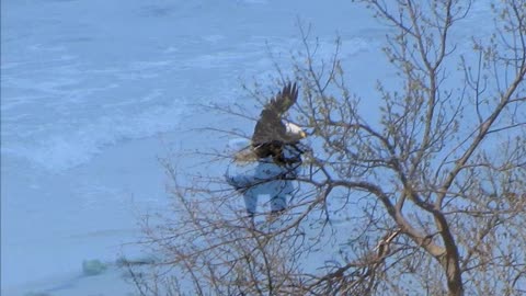 Eagle of Tawas Bay, Michigan
