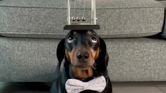Harlso The Dachshund Balancing Newtons Cradle On His Head