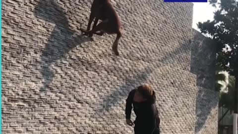 Belgian dog jumps an extremely high wall