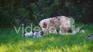 The dog and her puppies