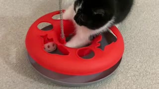8 week old kitten playing with toy