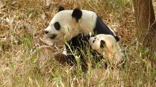 Caring mother panda snuggles with her cub